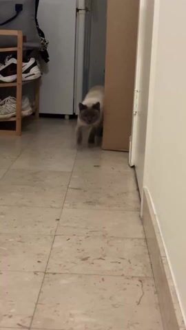 A Siamese cat walks towards the camera on a tiled floor. A wooden shoe rack with shoes, a door, and a white wall are visible in the background. The camera is held at cat-eye level, getting closer to the cat as it approaches.