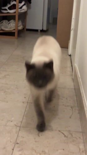 Siamese cat captured on video in Antwerp home