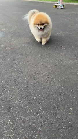 A close-up shot shows a small, fluffy Pomeranian dog walking on an asphalt surface. The dog has tan fur on its head and back, with lighter colored fur on its chest and legs. Its tail is curled over its back. The dog is looking down at the ground as it walks.

The camera then zooms in on the dog's fur, showing its fluffy texture. In the next few frames, a person's hand reaches out and gently pets the dog's head and cheek. The dog appears to be calm and relaxed.

The final frames focus on the dog's face, highlighting its dark eyes, black nose, and white whiskers. The person's hand is still visible, stroking the dog's fur. The overall tone of the video is affectionate and tender, capturing a moment of connection between a human and their pet. The setting appears to be outdoors, possibly a street or sidewalk, given the asphalt surface. There is no visible text in the media file.