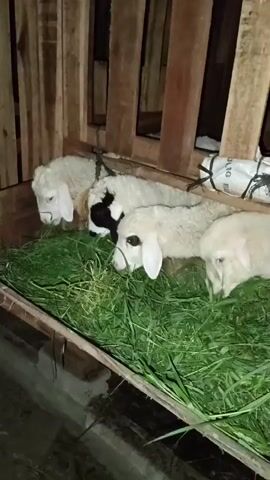 The video shows four sheep in a wooden enclosure. Three of the sheep are white, and one is black and white. They are all eating from a trough filled with green grass. The enclosure is made of rough-hewn wooden planks, and in the background, a white bag is tied to the fence. The lighting is dim, suggesting it may be evening or nighttime. The sheep appear to be calm and focused on their meal.
