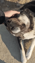 Quiet moments in Russia: dog, local pride monument observed