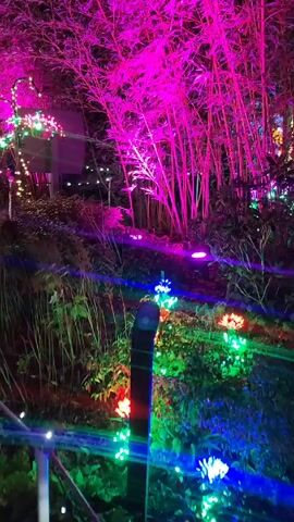 The video shows a nighttime garden scene illuminated with colorful lights. The garden has trees, bamboo, and various plants, all accented with vibrant pink, green, blue, and red lights. A blue arrow points towards a pathway lined with string lights.  There are no people visible. The camera moves slightly, giving a dynamic view of the festive garden.