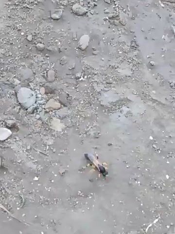 The video shows a close-up view of a single insect with a black head and thorax, and a yellowish-brown abdomen with black markings. The insect is walking on a dirt surface covered with small pebbles and some dried grass. The insect appears to be foraging or exploring its surroundings. The lighting suggests it is daytime.