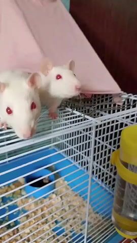 Two white rats with red eyes are perched on the top of a white wire cage. The cage has a blue plastic base filled with wood shavings. A pink fabric draped structure is visible behind the rats. A yellow water dispenser is attached to the side of the cage. The rats appear alert and are looking in different directions.