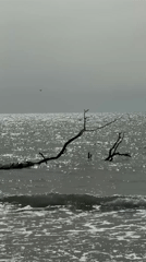 Morning beachfront scenes documented across Varna, Bulgaria waterfront district
