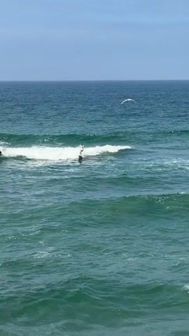 Two surfers are in the ocean. One surfer is further to the left and appears to be paddling. The second surfer is in the center of the frame, riding a wave on a surfboard. The water is choppy and appears to be a deep blue-green color. The sky is clear and blue with a few white clouds. A seagull is flying in the upper right corner of the frame.