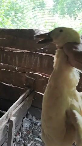 A person's hand is holding a white duck by its neck. The duck is hanging upside down, with its beak open and wings slightly spread. The background appears to be an enclosure made of wooden planks and wire mesh, with foliage visible through the mesh. The lighting suggests an outdoor or semi-outdoor setting.