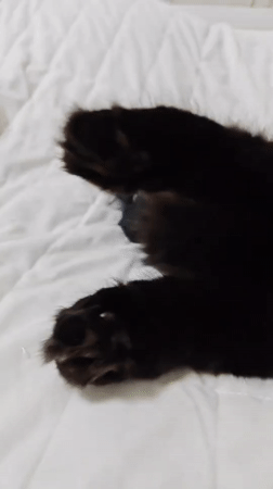 Black cat enjoys belly rubs on a white quilted surface