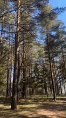Woman walks dog through sunny pine forest in Russia
