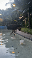 White-breasted waterhen spotted foraging around Indonesian swimming pool