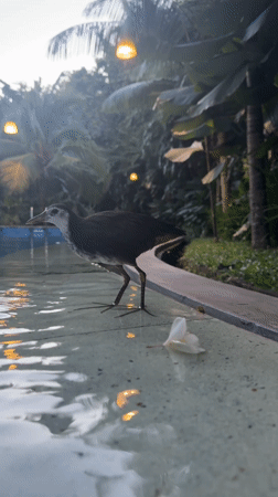 White-breasted waterhen spotted foraging around Indonesian swimming pool