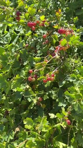 The video shows a close-up view of a gooseberry bush laden with ripe, reddish-pink berries. The berries are clustered along the branches, interspersed with green, lobed leaves. Sunlight filters through the foliage, creating bright highlights and shadows. The camera is stationary, and the footage appears to be a single, continuous shot. There are no people, animals, or other objects visible in the frame. The environment is natural, likely an outdoor garden or field.
