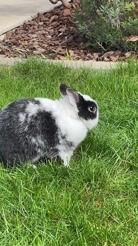 A black and white rabbit is sitting in green grass. The rabbit turns around. Behind the rabbit is brown mulch and a small bush. There is a concrete sidewalk in the background.