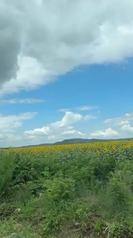 The video shows a vast field of sunflowers under a bright blue sky with fluffy white clouds. The sunflowers are in bloom, with their yellow petals facing the sun. The field is dense and stretches to the horizon, where it meets rolling hills. In the foreground, there is a lower layer of green foliage, possibly bushes or smaller plants. The camera appears to be moving, suggesting the video was taken from a vehicle, as indicated by the blurred foreground and the slight shift in perspective. The overall scene is natural and picturesque, highlighting the beauty of a sunflower field on a clear day.