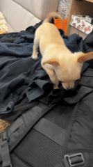 Chihuahua puppy barks near stone building in Sofia