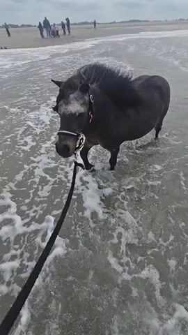 The video shows a gray pony standing in shallow ocean water, with a black leash attached to its halter being held by an unseen person. The pony is facing the camera. In the background, several people are standing on a beach. The sky is overcast.  The water is foamy and the waves are small. The person holding the leash is standing in the water as well.