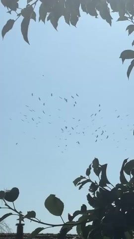 A flock of birds flies in a V-shaped formation against a clear blue sky, viewed from below through the leaves of trees. The birds are small, dark silhouettes against the bright sky. The leaves frame the top and right sides of the image, with some foliage also visible at the bottom left. The sunlight suggests it is daytime.