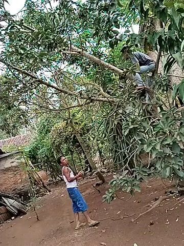 The video shows two men in a rural outdoor setting. One man is in a tree, sitting on a branch, and appears to be reaching for something. He is wearing a dark shirt and jeans. The second man is standing on the ground below the tree. He is wearing a white tank top and blue shorts and is looking up at the man in the tree. He is holding a rope in his hands. The ground is dirt and there are trees and some debris in the background. The lighting suggests it is daytime.