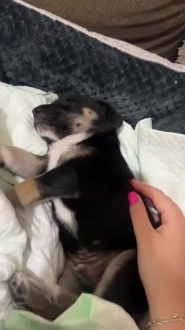 A person's hand with bright pink fingernails pets a sleeping puppy. The puppy is lying on its back on a white and green cushioned surface, nestled in soft bedding. The puppy has black, tan, and white fur. Its eyes are closed, and it appears to be deeply asleep. The background shows a dark gray, textured surface, possibly part of a dog bed or couch.