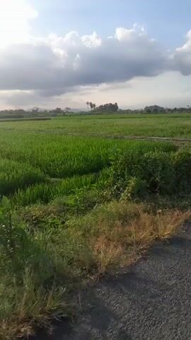 The video shows a wide shot of a rural landscape with a bright sun and cloudy sky. In the foreground, there is a dirt path with dry grass and some green bushes. To the left of the path is a field of green crops, possibly rice paddies. To the right of the path is a narrow, muddy ditch. In the distance, there are trees and hills. The camera appears to be moving forward along the path, creating a sense of forward motion. The lighting suggests it is either early morning or late afternoon.