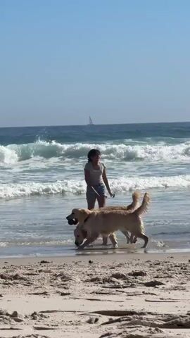A young woman and two golden retrievers are playing in the surf on a sunny day. The woman is wearing a light-colored t-shirt and denim shorts. One of the dogs has a dark object in its mouth, possibly a ball. The waves are small and breaking on the shore. In the distance, a sailboat is visible. The sky is clear and blue.