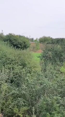 The video shows a wooded landscape with a hill in the background. The sky is overcast. The trees are dense and leafy, mostly in shades of green. There is a patch of bright green grass visible on the hill. Some brown dirt is also visible on the hill, possibly from landscaping or construction. There are a few telephone poles or power lines visible in the distance. The camera is positioned at a medium height, looking slightly upwards. There are no people or animals visible in the video. The overall impression is one of a natural, somewhat wild environment.
