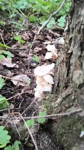 A cluster of white mushrooms grows from the base of a tree in a wooded area. The mushrooms are clustered together, with several layers of caps visible. Some small insects are present on the top cap of the mushrooms. The ground around the mushrooms is covered in fallen leaves and some green foliage. The camera pans slightly to the left, revealing more mushrooms in the background, also growing from the tree.