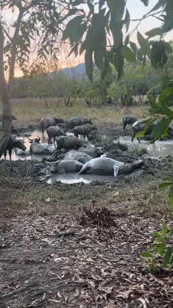 Water buffalo herd cools off at muddy pond in Thailand