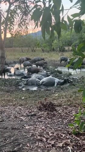 Water buffalo herd cools off at muddy pond in Thailand