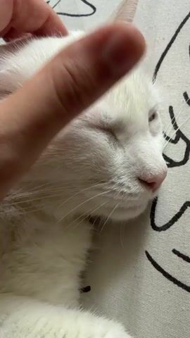 A close-up shot shows a hand gently petting the head of a sleeping white cat. The cat's eyes are closed, and its pink nose is visible. It rests on a patterned pillow.