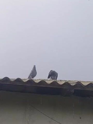 The video shows two pigeons perched on a corrugated roof. The pigeon on the left is facing the camera, while the pigeon on the right is facing away and appears to be preening or resting. The sky is overcast and gray. The roof is dark brown and appears to be made of metal or asphalt shingles. The image quality is somewhat grainy.