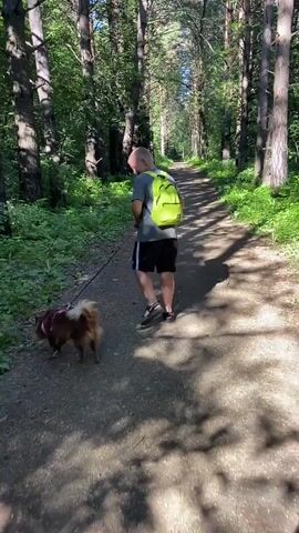 A person wearing a bright yellow backpack and dark shorts walks a small, light brown dog on a leash down a dirt path in a forest. Sunlight filters through the tall trees, casting dappled shadows on the path. The person appears to be walking away from the camera. The dog is trotting ahead of the person. The trees are densely packed on either side of the path, with lush green foliage. The sky is visible in the distance, appearing blue and partly cloudy. The scene suggests a leisurely walk or hike in a natural, wooded environment.
