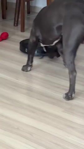 A dark-colored dog with white markings on its chest and paws is bending down to lick a black circular robot vacuum cleaner that is on a light-colored wooden floor. The dog's tail is held straight down, and its testicles are visible. The dog is facing away from the camera. In the background, there are wooden table legs and a pink rug.