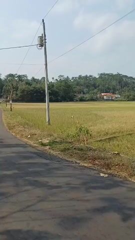 A drone shot pans across a lush green landscape under a bright blue sky with scattered clouds. In the foreground, a paved road runs along the bottom of the frame, casting shadows from unseen objects. To the left, a utility pole with electrical equipment stands tall, its wires stretching across the sky. Beyond the road, a vast, golden rice paddy stretches into the distance, its stalks ready for harvest. In the middle ground, a small, weathered hut with a thatched roof sits near the edge of the rice field. Further back, nestled among the trees, a cluster of houses with orange and white roofs is visible. The background is dominated by a dense, verdant forest that covers rolling hills and mountains. The overall impression is one of rural tranquility and natural beauty.