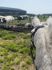 Horse watches cows in Belgian pasture