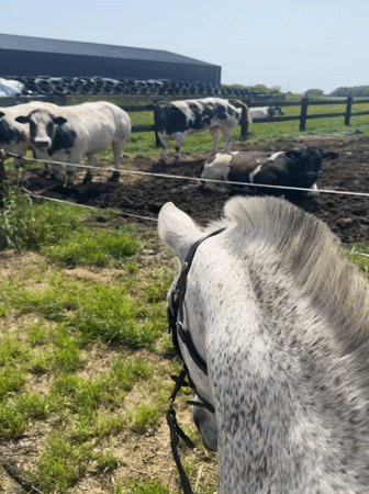 Horse watches cows in Belgian pasture