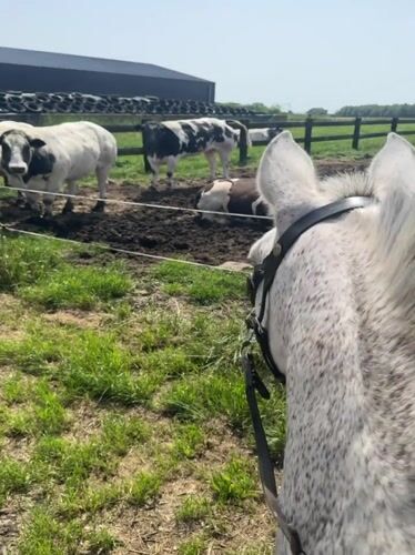 Horse watches cows in Belgian pasture