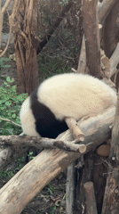 Panda rests on wooden logs in Chenghua District zoo