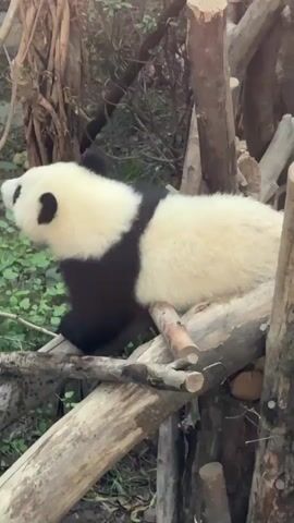 A panda sits nestled in a pile of wooden logs. The panda is mostly white with black markings on its back and head. It seems to be resting its head on one of the logs. The panda is surrounded by other logs, some greenery, and tree trunks.