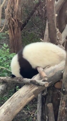 Panda rests on wooden logs in Chenghua District zoo