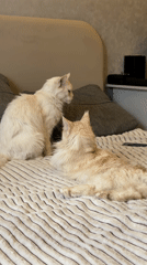 Two Maine Coon cats spotted on bed in Kazan