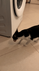 Cat plays with toy ball in Belgian home