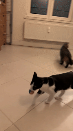 Cat plays with toy ball in Belgian home