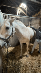Grooming and bonding with a white horse in a Belgian barn