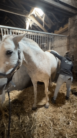 Grooming and bonding with a white horse in a Belgian barn