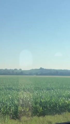 A static shot shows a bright, clear sky over a vast green cornfield. In the distance, a line of trees forms the horizon. The camera then pans slightly to the right, revealing a large, leafy green tree in the foreground, obscuring a portion of the cornfield. The scene appears to be a sunny day.