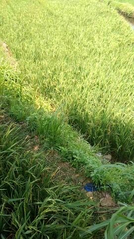 The video displays a close-up, low-angle shot of a lush green field, likely rice paddies, extending into the background. The foliage is dense and vibrant, indicating a healthy crop. To the right, a narrow path or embankment is visible, covered in a mixture of tall grasses and some low-lying plants. A small piece of blue plastic is partially visible amongst the greenery on this embankment. The overall environment suggests a rural setting, possibly in an agricultural area. The lighting appears natural, indicating daytime. There are no visible people or animals in the frame. The video appears to be static, with no apparent camera movement.