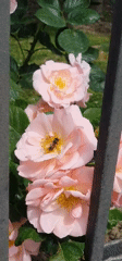 Bee visits pink roses behind fence in Montenegro