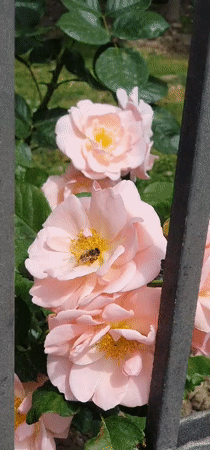 Bee visits pink roses behind fence in Montenegro