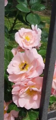 Bee visits pink roses behind fence in Montenegro